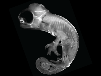Veiled chameleon embryo