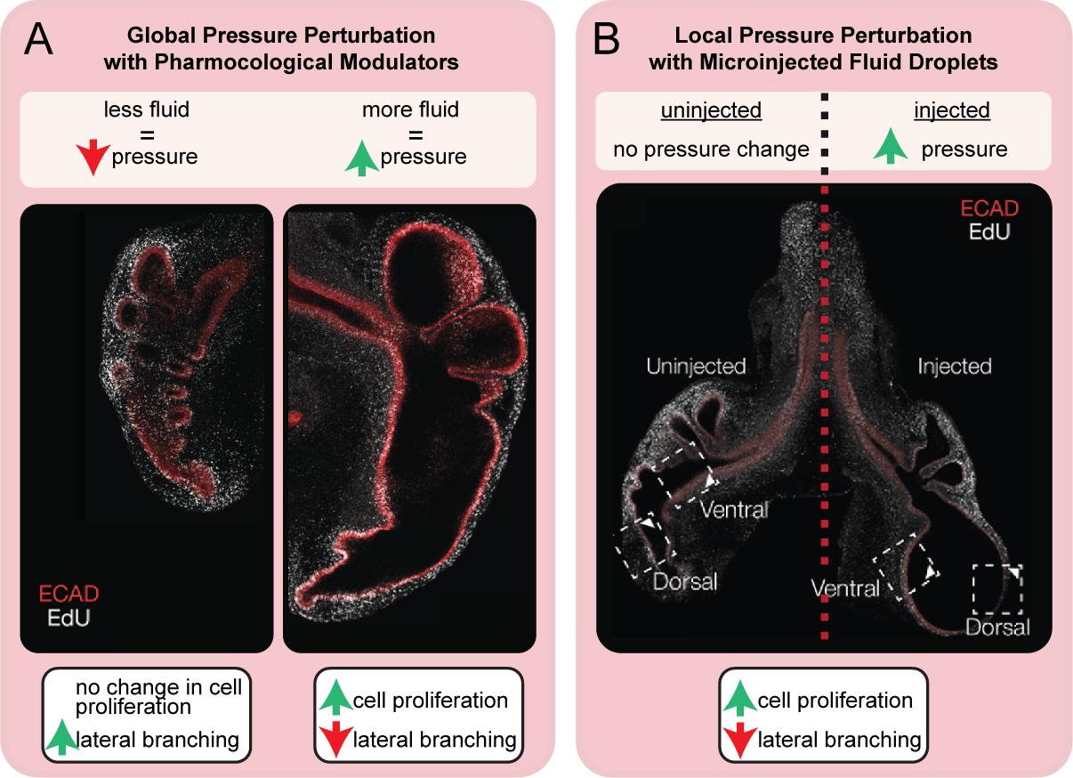 Global and local pressure perturbation figure