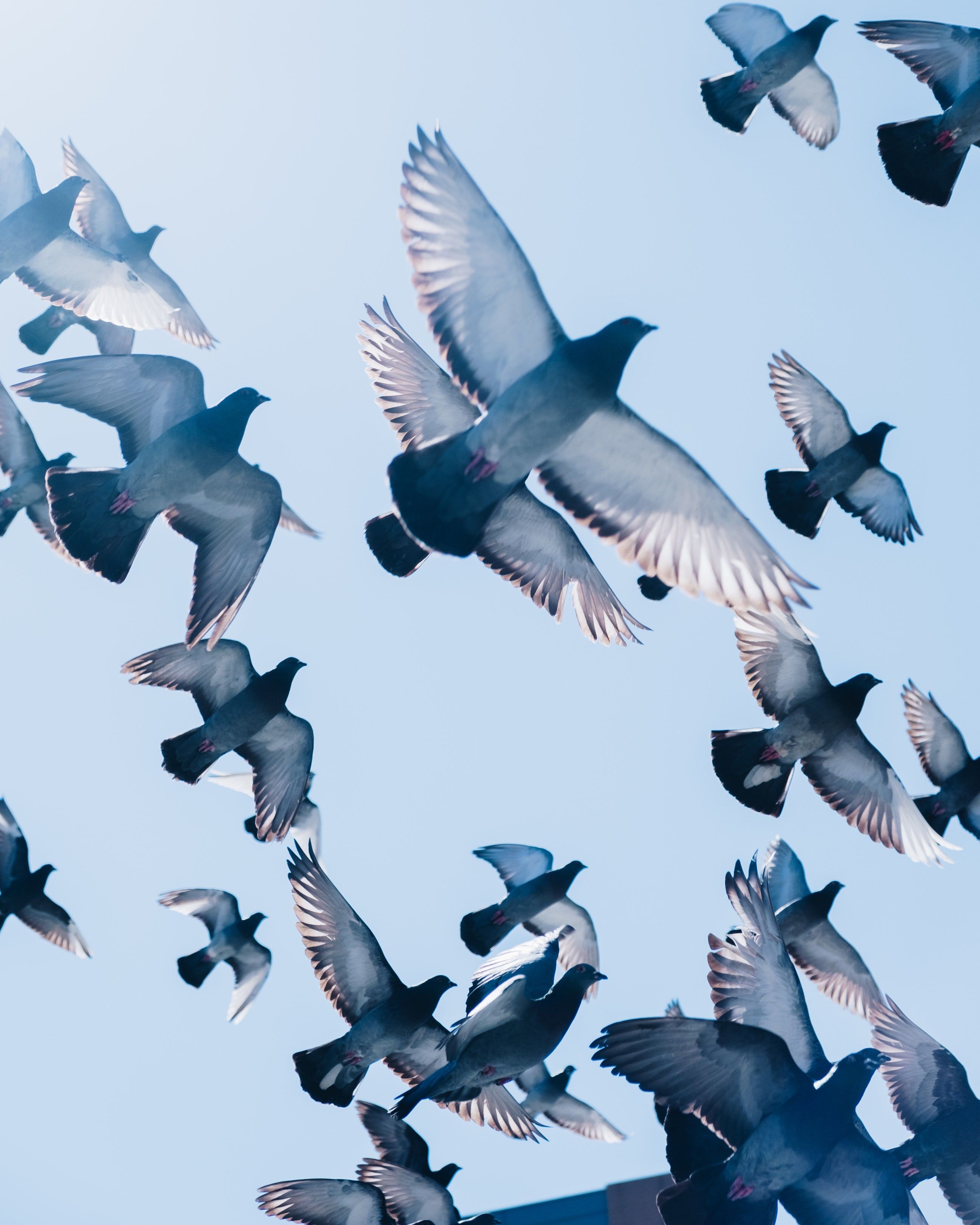 Flock of racing pigeons in flight